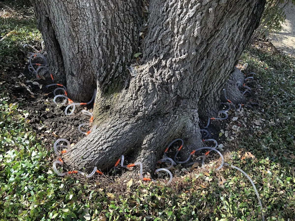 Detailed Tree Cabling and Bracing job site in Houghton Lake Heights