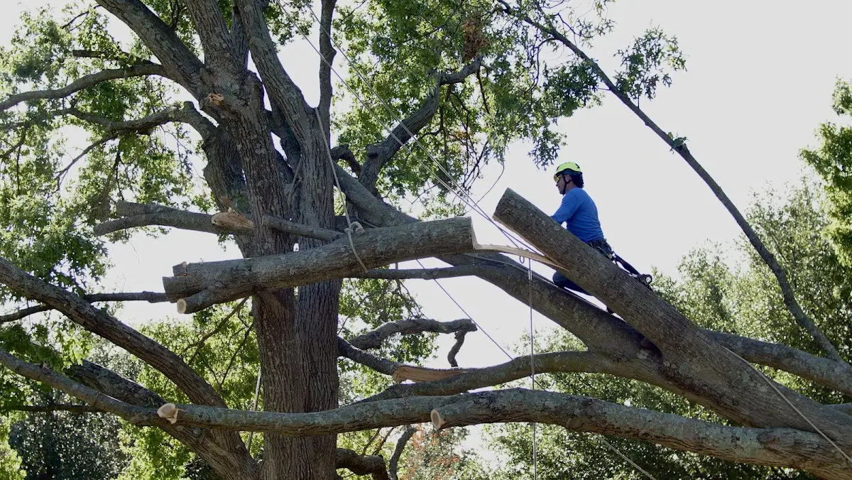 Professional Crown Thinning performed by certified arborists in Houghton Lake Heights