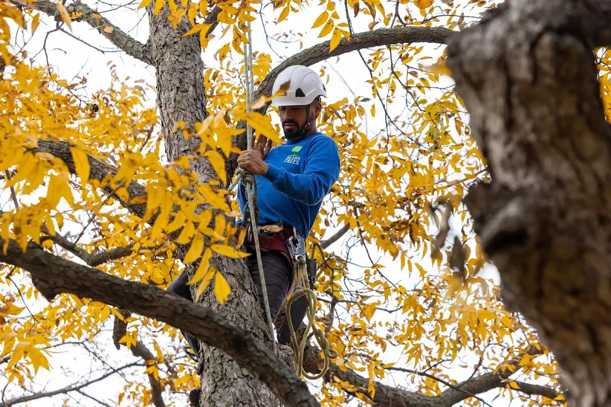 Skilled Tree Pruning crew working in Houghton Lake Heights